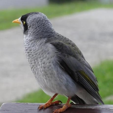 Noisy Miner2