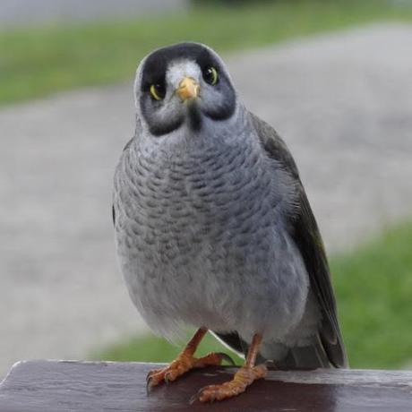 Noisy Miner3