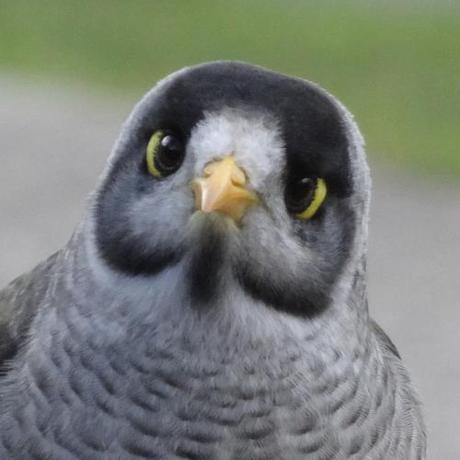 Noisy Miner1