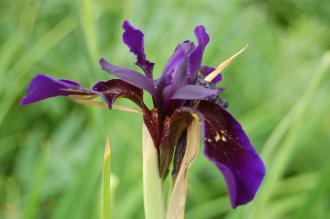 Iris chrysographes Flower (23/06/2013, Kew Gardens, London)