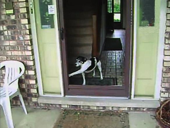 VIDEO: See how this Owner Tries to Untrain their DOG!