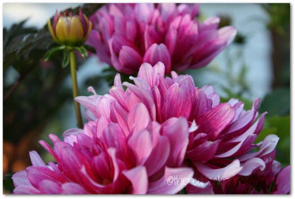 pink dahlia