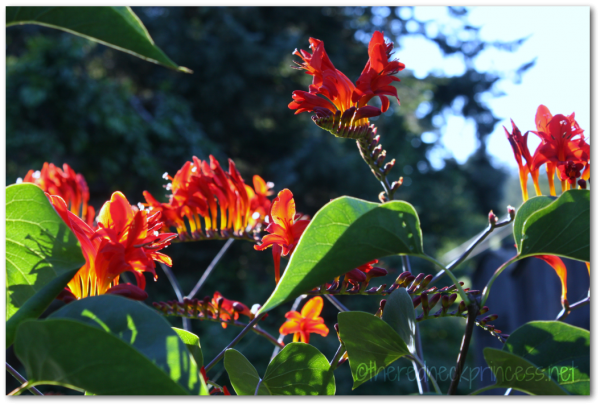 crocosmia