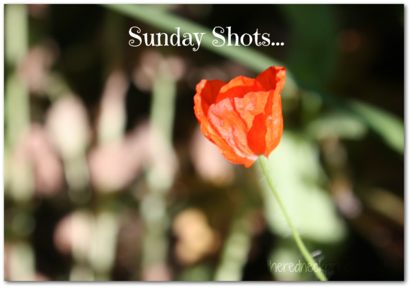 Sunday shots...