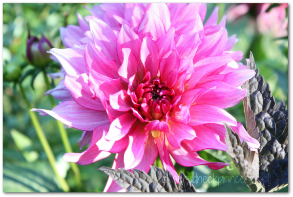 sunshine and dahlias