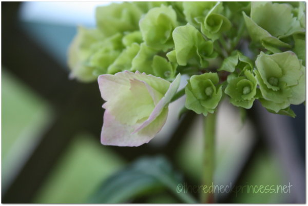 hydrangea