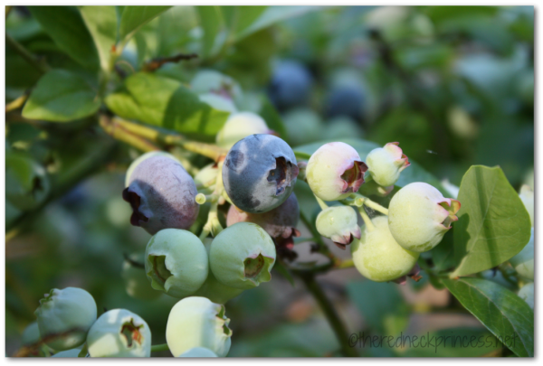 blueberries