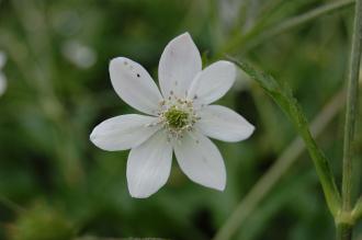 Anemone rivularis Flower (23/06/2013, Kew Gardens, London)