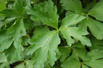 Anemone rivularis Leaf (23/06/2013, Kew Gardens, London)