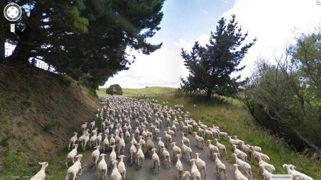 sheep-streetview