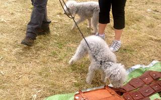 #lyf Chesterfield Canal Festival