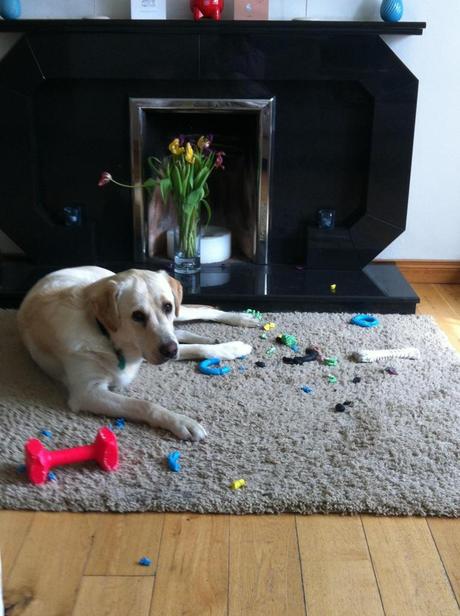 Do tough dog toys really exist? Do tough dog toys really exist?