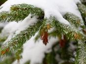 Know: About Septillion Snow Crystals Drops from Each Winter