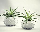 Single White Sea Urchin Planter - Tillandsia ionantha v. van-hyningii - seaandasters