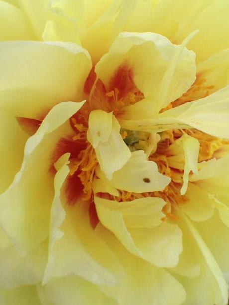 MACRO MONDAY - daylily & peonies