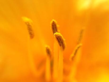 MACRO MONDAY - daylily & peonies