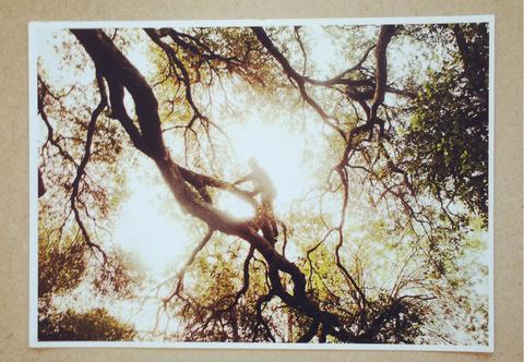 Landscape of tree and light by photographer Nathaniel Wood 