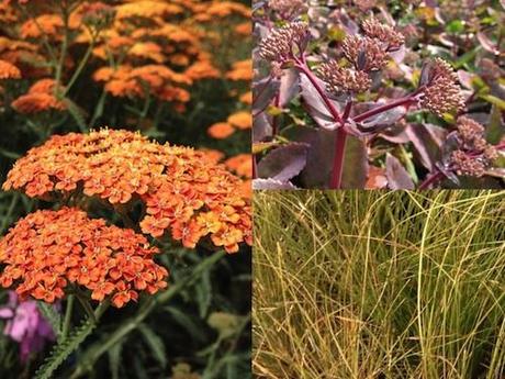 Achillea 'Terracotta', Sedum 'Matrona' and Carex testacea