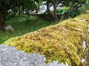 Lichen, Lobster Boxes, Highland Cows