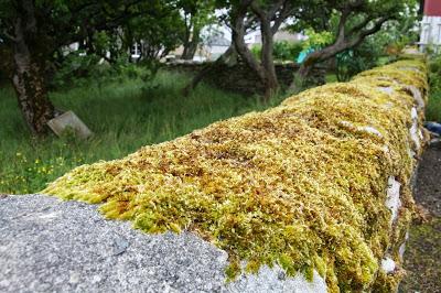 Lichen, Lobster Boxes, Highland Cows