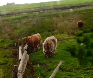 Lichen, Lobster Boxes, Highland Cows