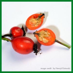 Anti-Aging Must Haves Part 1: Rosehip Seed Oil