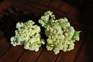 Cauliflowers that have sprouted