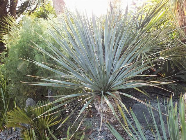 The Other Blue Yucca