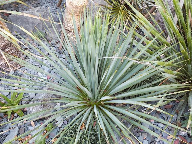 The Other Blue Yucca