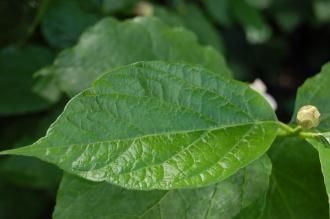 Calycanthus chinensis Leaf (23/06/2013, Kew Gardens, London)