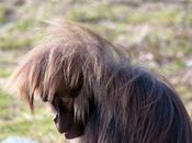 Gelada: Unique Primate From Roof Africa