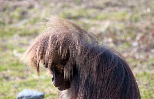 The Gelada: Unique Primate From The Roof Of Africa