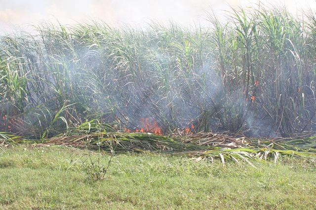 Agricultural pollution