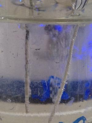 Water splitting in action: oxygen evolving on right hand nickel oxide electrode, hydrogen evolving at left hand electrode. (Credit: Trinity College Dublin)