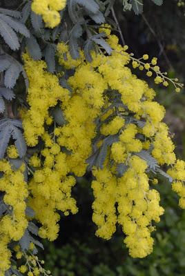 Wattle it be now