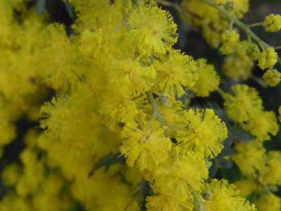 Wattle it be now