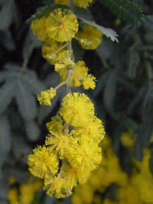 Wattle it be now