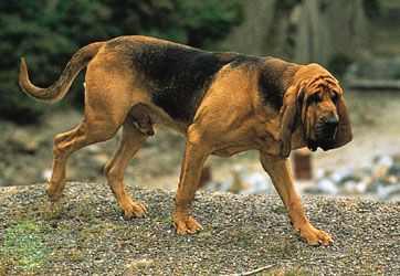 bloodhound