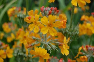 Primula bulleyana Flower (23/06/2013, Kew Gardens, London)