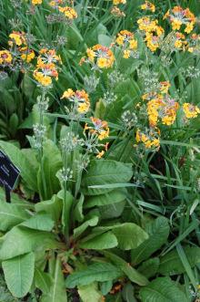 Primula bulleyana (23/06/2013, Kew Gardens, London)