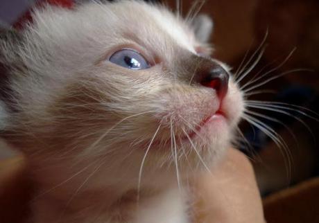 Kitties and raspberry pie