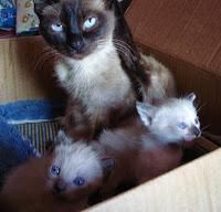 Kitties and raspberry pie