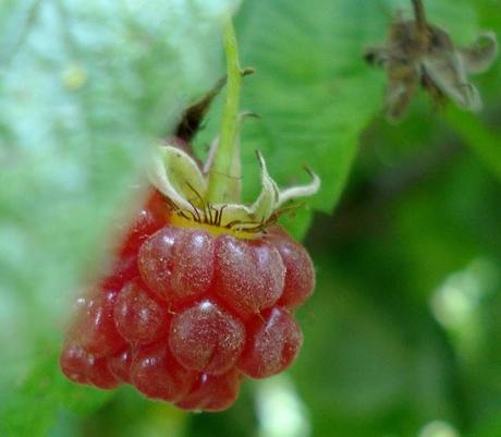 Kitties and raspberry pie