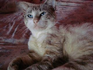 Kitties and raspberry pie