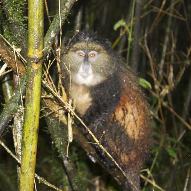 A very wet Golden Monkey in Volcanos National Park, Rwanda