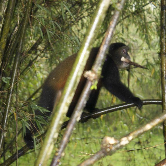Multi-tasking Golden monkey eating on the run in Volcanos National Park, Rwanda