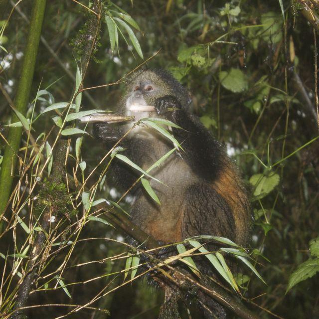 Golden monkey eating a bamboo shoot in Volcanos National Park, Rwanda