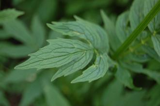 Valeriana officinalis Leaf (26/07/2013, Kew Gardens, London)