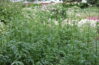 Valeriana officinalis (26/07/2013, Kew Gardens, London)