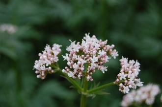 Valeriana officinalis Flower (26/07/2013, Kew Gardens, London)